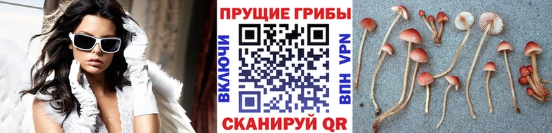Галлюциногенные грибы Psilocybe  Купить  Зубцов 